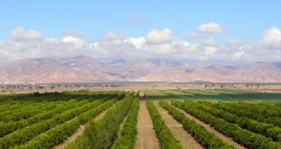 Agriculture : Tout dépend du ciel, mais…