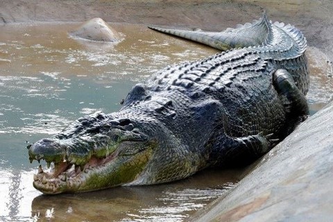 Crocodile AFP