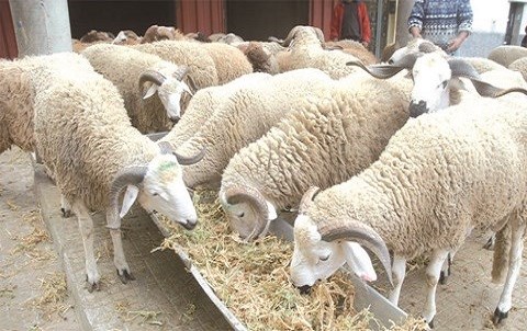 Moutons aid al adha maroc