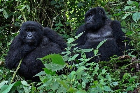 Gorilles origine du sida