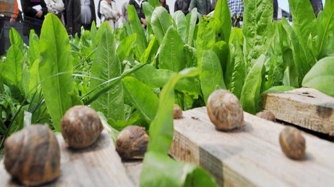 Héliciculture : L’escargot du Maroc célébré
