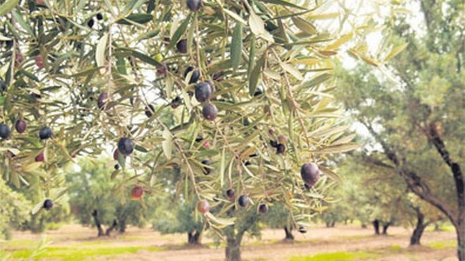 Olives du Maroc : Bonne progression de la production