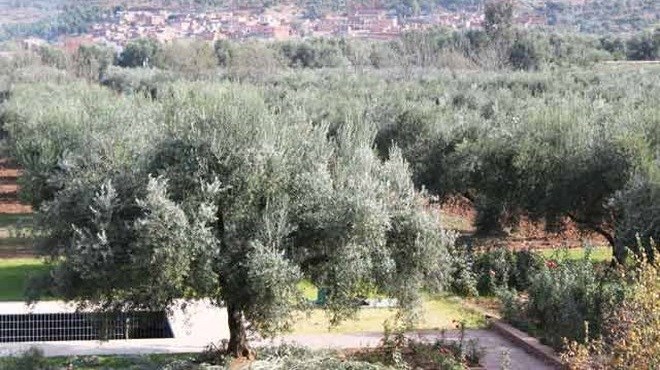 Maroc/Oriental : L’oléiculture en hausse