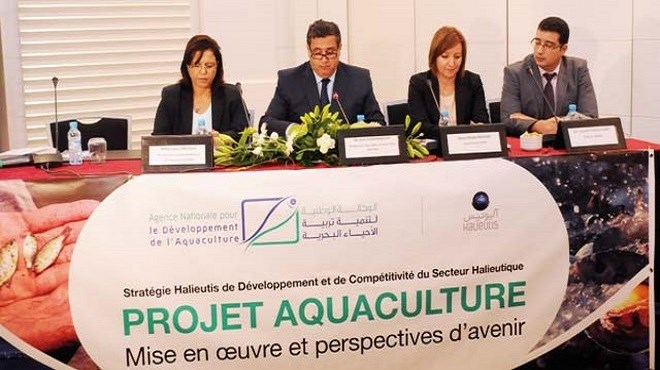 Maroc : Algoculture, relais de croissance de l’aquaculture
