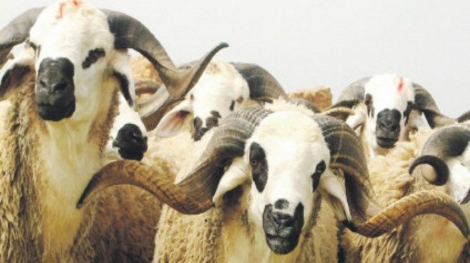 Maroc/Settat : 1er  Salon national du mouton «Sardi»