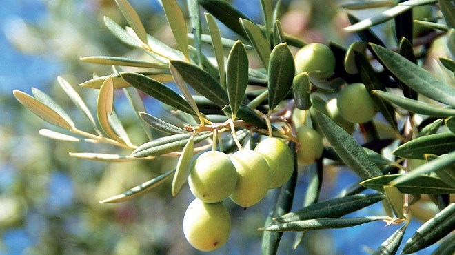 Devico: «Il faut privilégier l’olivier dans notre politique agricole»