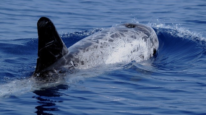 Le péril du dauphin noir : Les pêcheurs du nord s’en remettent au Roi