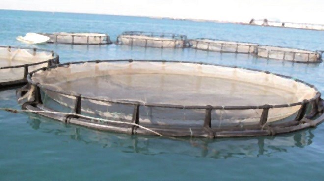 Aquaculture : Le Maroc a lancé 2 appels à manifestation d’intérêt