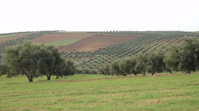 Maroc : Où en est le système de l’Agrégation agricole ?