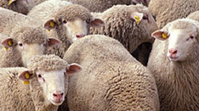 Moutons pourris de l’Aïd : L’identification des moutons, une solution au problème?