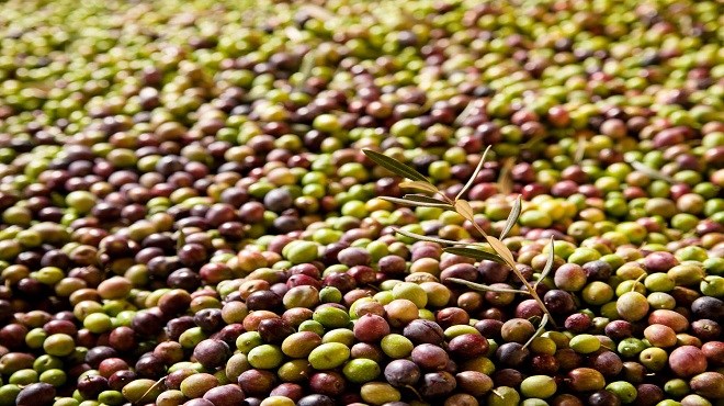 Olives : Un record historique de production