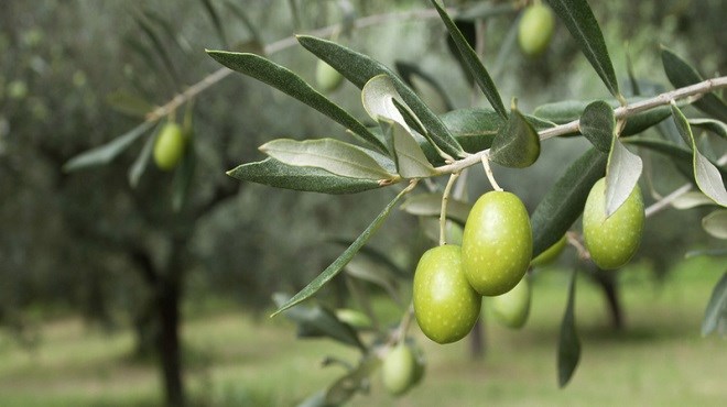 Ouazzane : 2ème Foire nationale de l’olivier