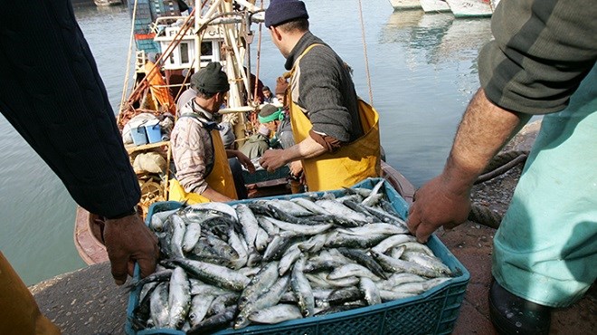 Pêche/Maroc : Les hauts et des bas des débarquements