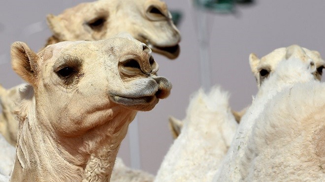 Hilarant, des chameaux disqualifiés d’un concours à cause du Botox !