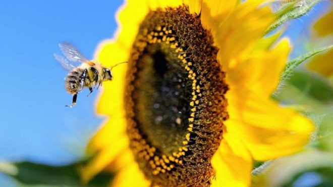 Forum : Services de pollinisation des abeilles