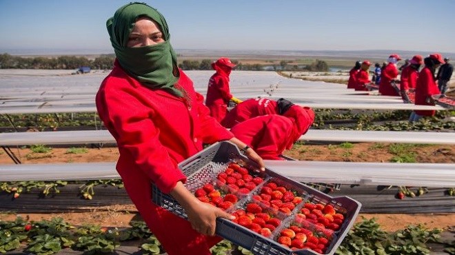 Maroc : Les actes d’harcèlement contre les travailleuses marocaines en Espagne « restent très isolés »