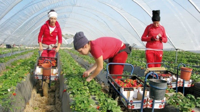 Saisonnières d’Huelva : Sévices sexuels dans les champs de fraises