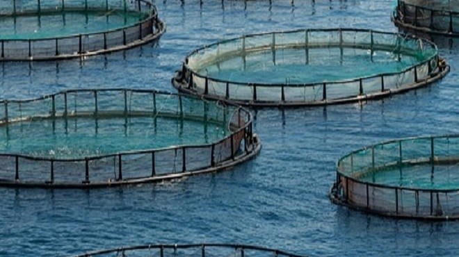 ANDA : Des chantiers phares autour de l’aquaculture
