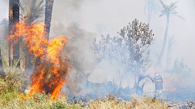 Un incendie dans la forêt d’Ourika totalement maîtrisé