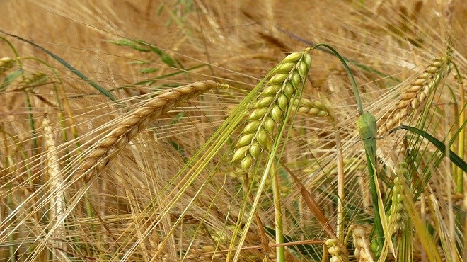 Céréales d’automne : Une production estimée à 13 millions de quintaux