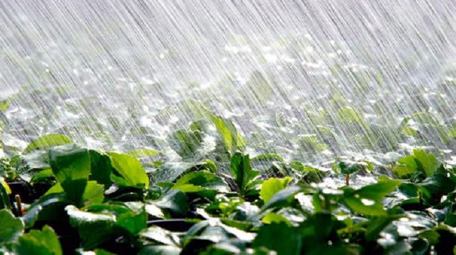Couvert végétal des parcours : L’impact positif des récentes pluies