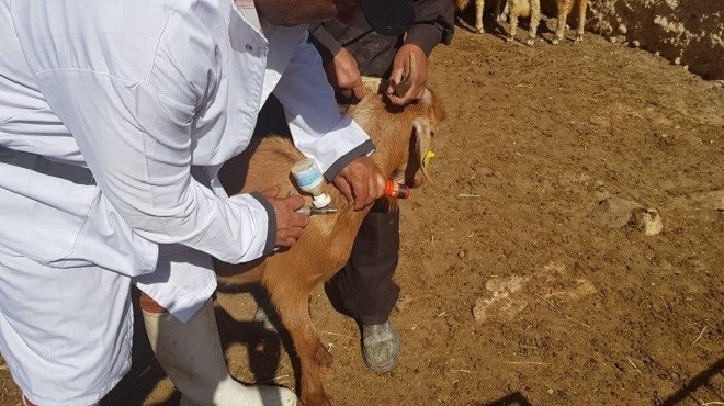 Vaccination contre la clavelée : L’opération serait-elle compromise dans la région de Casablanca ?