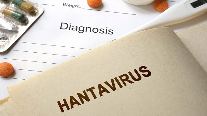 Hantavirus : Cette maladie virale qui crée la panique sur les réseaux sociaux