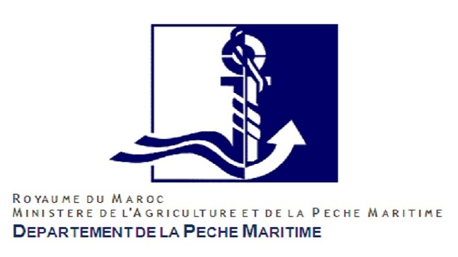 Apparition de la fausse méduse «la vélelle» dans les plages Méditerranéennes marocaines