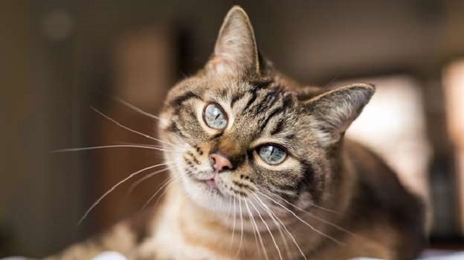 Un chat positif au coronavirus pour la 1er fois en France