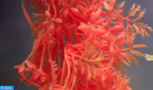 Le corail rouge dans l’espace maritime national