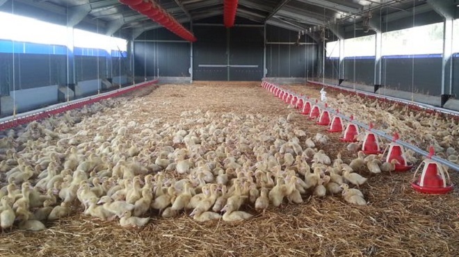 Grippe aviaire département des Landes