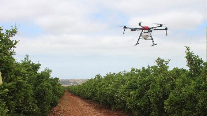 agrumiculture,drones,Agropole de Berkane